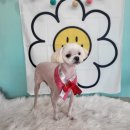 박여진애견미용실 이미지