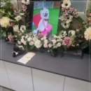 리멤버반려동물장례식장 네이버블로그