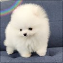 드림독 강아지분양 안심분양센터 인천점 이미지