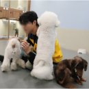옐레드 애견유치원 & 애견호텔 광명점 | [상계동 강아지유치원 추천] 옐레드 노원상계점｜애견유치원·강아지호텔 오픈 후기
