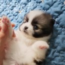 푸른들동물병원 이미지