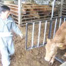 고급육생산목장 이미지