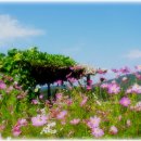 코스모스길 이미지