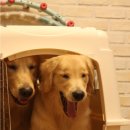 장군이켄넬 이미지