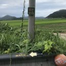 지산(팽목)