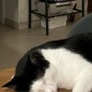 백록동물병원 이미지