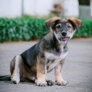 디딤동물병원 이미지