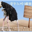 장두노미(藏頭露尾) 이미지