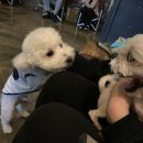 독특하개 이미지