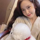 뽀송강아지 이미지