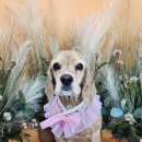 도곤도곤 애견미용실 이미지