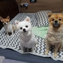 제이몽애견펜션 이미지