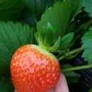 마한농장 이미지