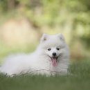 네모강아지 이미지