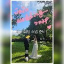 다이소제주외도점 | 제주 애견동반 웨딩 스냅 준비 - 반려동물 숙소 &소품( 다이소와 알리)/ 시안 & 제주 부케(heimish_flower)