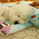 댕댕이,봄 이미지