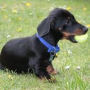 로얄 도그앤캣 메디컬센터 이미지