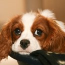 좋은 친구들 동물병원 이미지