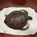 울산광역시남구도시관리공단(장생포고래생태체험관) 이미지