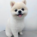 거창하개 이미지