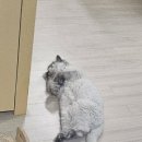 펫앤켓