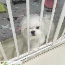 동천 동물병원 이미지