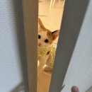 강아지랑 고양이 이미지