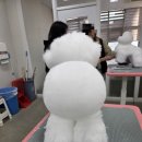 우리집강아지 애견미용 이미지