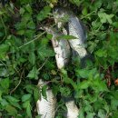 고지소류지 이미지