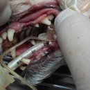 카페거리 동물병원 동행 이미지