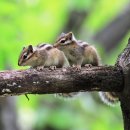 아기다람쥐 이미지