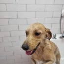 오늘THE이쁘개 이미지