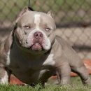 강아지가정부 이미지