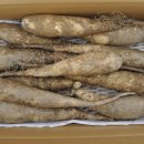 산약테마공원 Daum카페