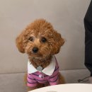 댕댕회관 이미지