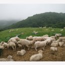 양떼목장 이미지