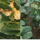 귀농영농 재배기술▒▒▒잡곡-콩-토양, 시비, 영양, 병해충 이미지