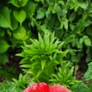 에그리나 이미지