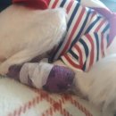 모란동물병원 이미지