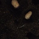 다온농장2 이미지