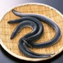 바다장어 이미지