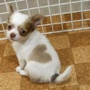 이쁜강아지 이미지