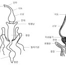 2.3.3 소화, 생식기관이 위치한 배 _ 소화기관 이미지