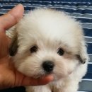 꼬똥켄넬 이미지