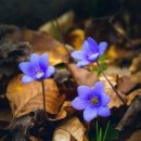 마끼다헤어 이미지