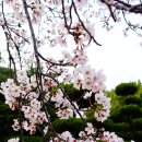 벚꽃주택 이미지