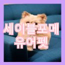 유어펫 네이버블로그
