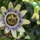 허브아일랜드식물원 이미지