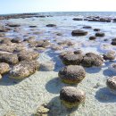 스트로마톨라이트 이미지