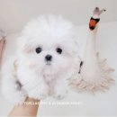 어벤져스켄넬 탑클래스펫 강아지분양 네이버블로그